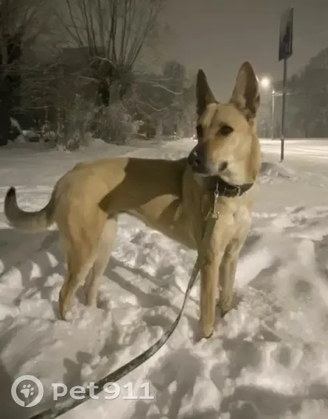 Пропала собака на ул. Яна Фабрициуса, 15 - photo