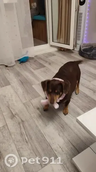 Пропала такса, Ханты-Мансийская 45 - photo