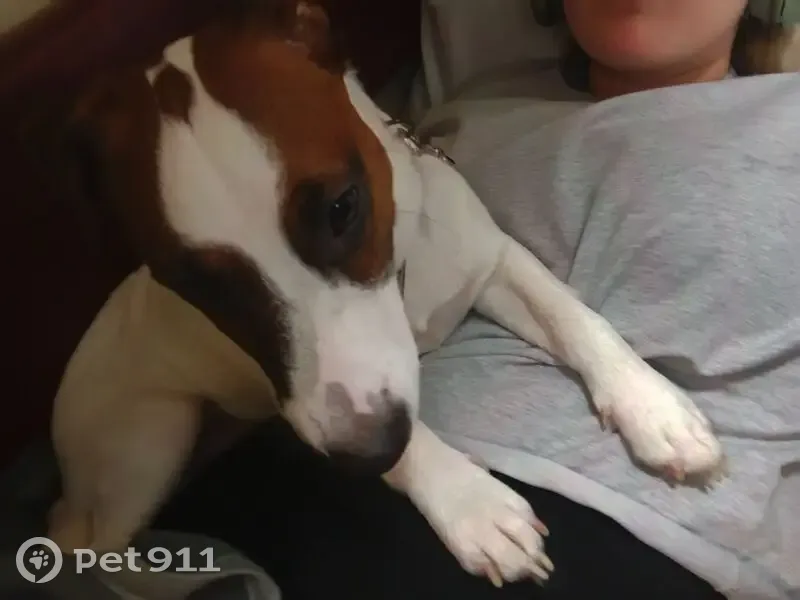 Пропала собака на Спортивной, 6А, Братск - photo