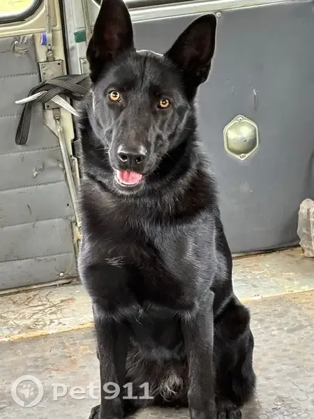 Пропала собака, 3-я Палубная, 6, Пермь - photo
