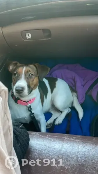 Пропала собака, Нефтекамск, Дорожная 15А - photo