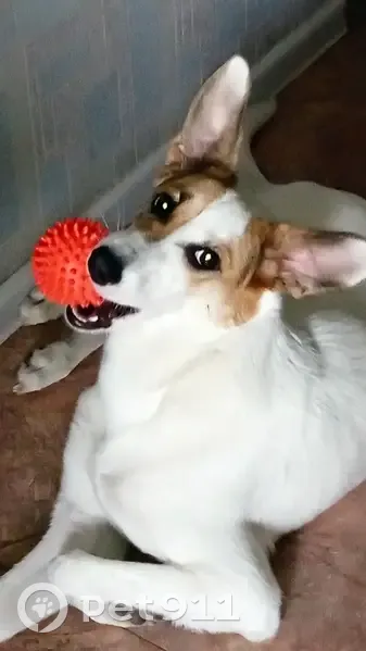 Пропала собака, ул. Зорге, 68, Новосибирск - photo