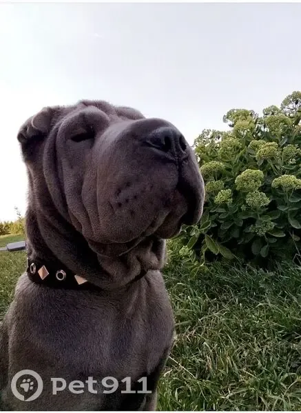 Пропала собака, Котельниково, Волгоград - photo