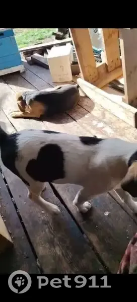 Пропала собака, ул. Агидель, Зирганский - photo