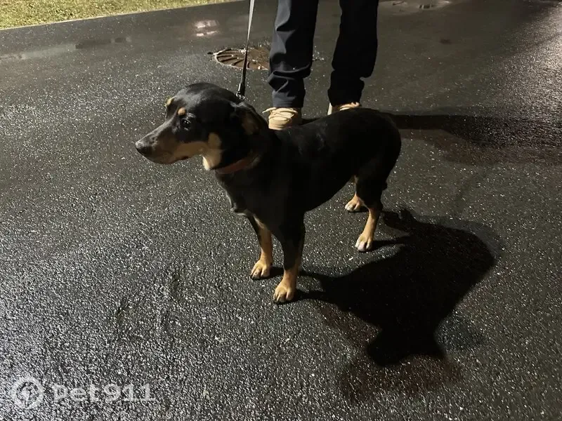 Пропала собака, ул. Митинского 4, Тюмень - photo