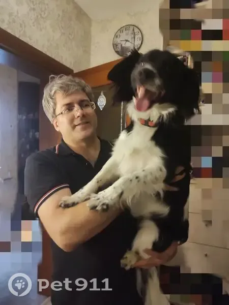 Пропал пёс Мартин, Лесная ул., Грязновское - photo