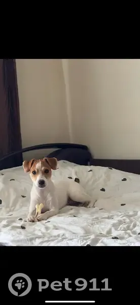 Пропала собака, Сосновка, Кировская обл. - photo