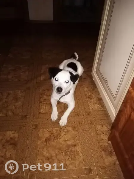 Пропала собака, Ашхабадский пер. 25А - photo