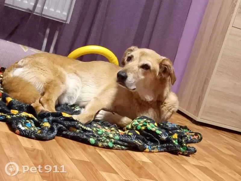 Пропала собака в Тоншалово, Вологда - photo