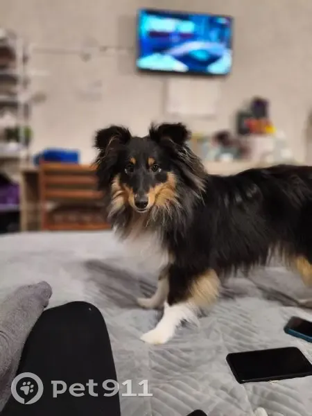 Пропала собака, ул. Энтузиастов 2А/3 - photo