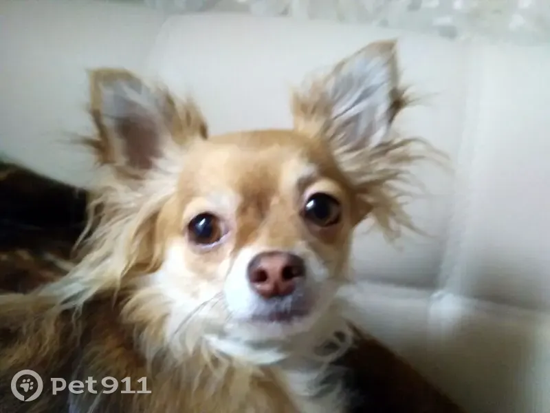 Пропала чихуахуа, ул. Ворошилова, Серпухов - photo