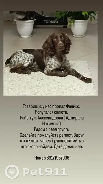 Пропала собака, Красный Волгарь 4, Астрахань - photo