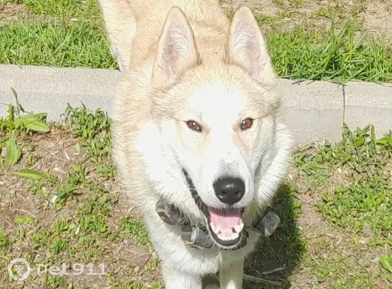 Пропала собака, ул. Д. Ульянова 6к1с1 - photo