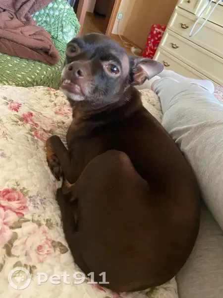 Пропала собака, СНТ Мосгаз-Руза, Нестерово - photo