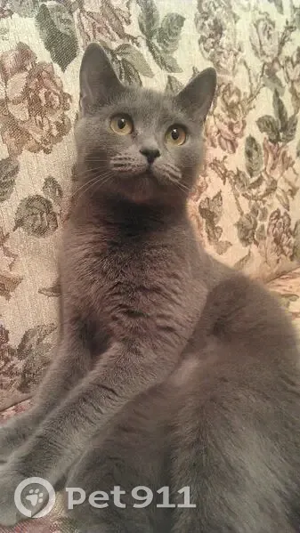 Пропала кошка, ул. Тюльпанов, 41 к7 - photo