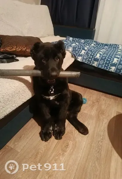 Пропала собака в Верхнем Услоне, Татарстан - photo