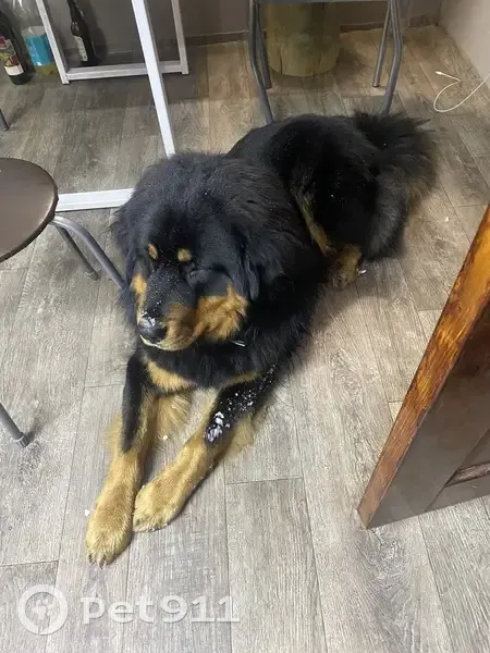 Пропала собака, Гилёва, Свердловская область - photo