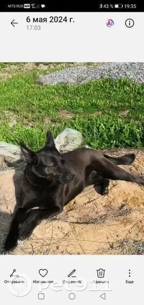 Пропала собака, Новинка, Ленобласть - photo