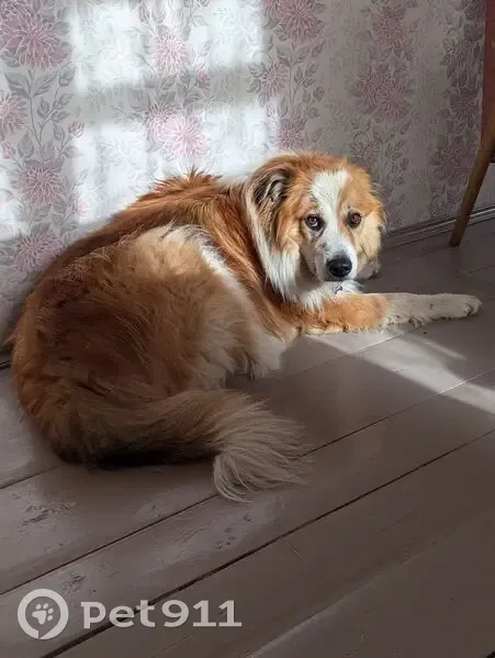 Пропала собака, Межевая ул., Анискино - photo