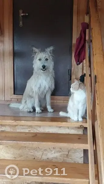 Пропала собака в Казённой Заимке - photo