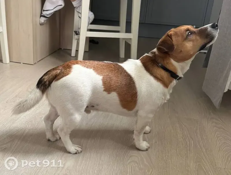 Пропала собака: Ярославль, Фрунзе 74 - photo