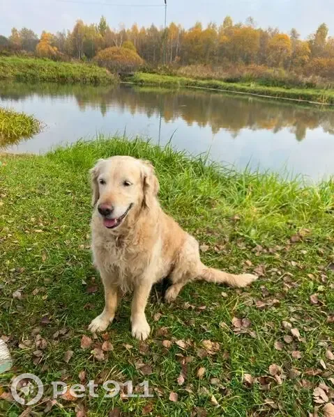 Пропала собака, Куртниково, ул. Куртникова 6 - photo