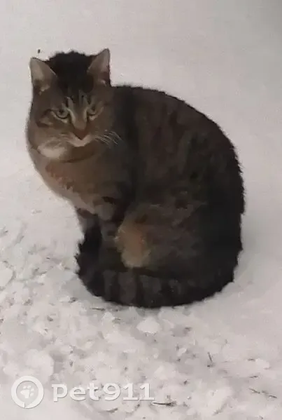 Пропала кошка, Нойбранденбургская 19 - photo