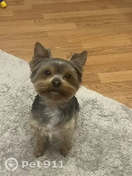 Пропала собака, ул. Ветеранов, Урай - photo