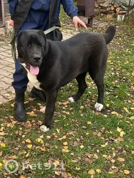 Пропала собака Чара, Проезд 17, Королёв - photo