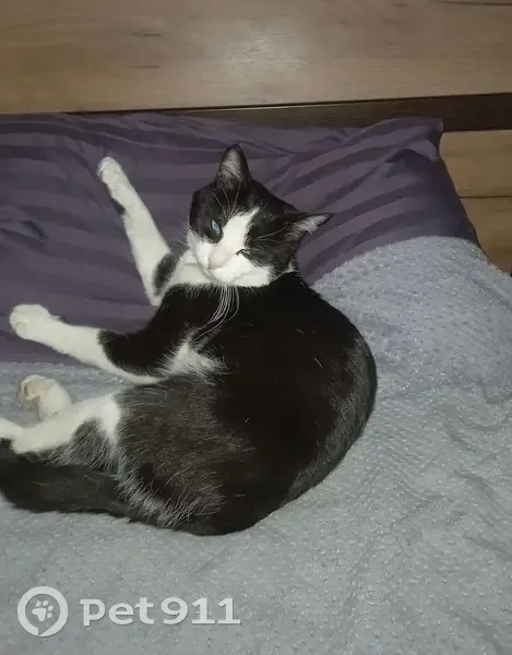 Пропал кот, Чичерина 2, Оренбург - photo