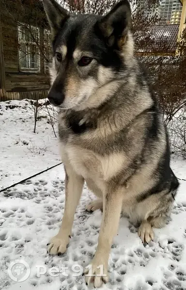 Пропала собака, ул. Шаумяна, Екатеринбург - photo