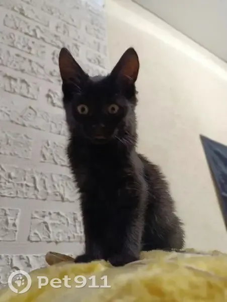 Пропала кошка, Хомякова 19, Шахты - photo