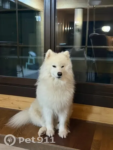 Пропала собака в д. Озеро, Починок - photo