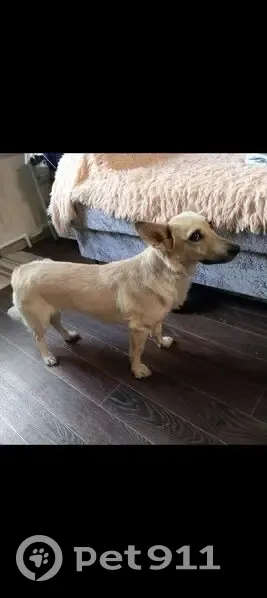 Пропала собака, ул. Ленина, 48, Курган - photo