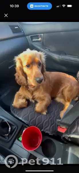 Пропала собака, Водопроводный пер., 1, Дюртюли - photo