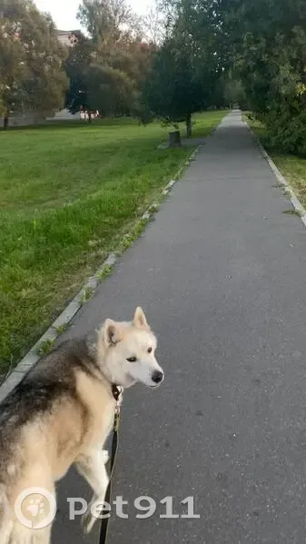 Пропала хаски, Клёново, 46Н-08853 - photo