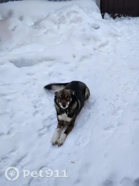 Пропала собака: Картасный пер., 12, Томск - photo