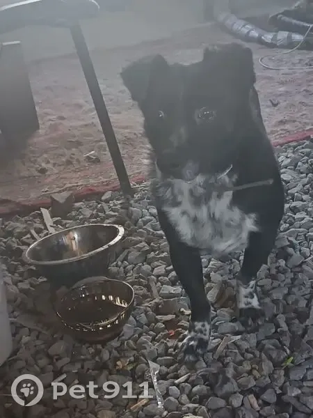 Пропала собака, ул. Фрунзе 117, Челябинск - photo