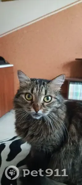 Пропала кошка, ул. Самохвалова, 10Б - photo