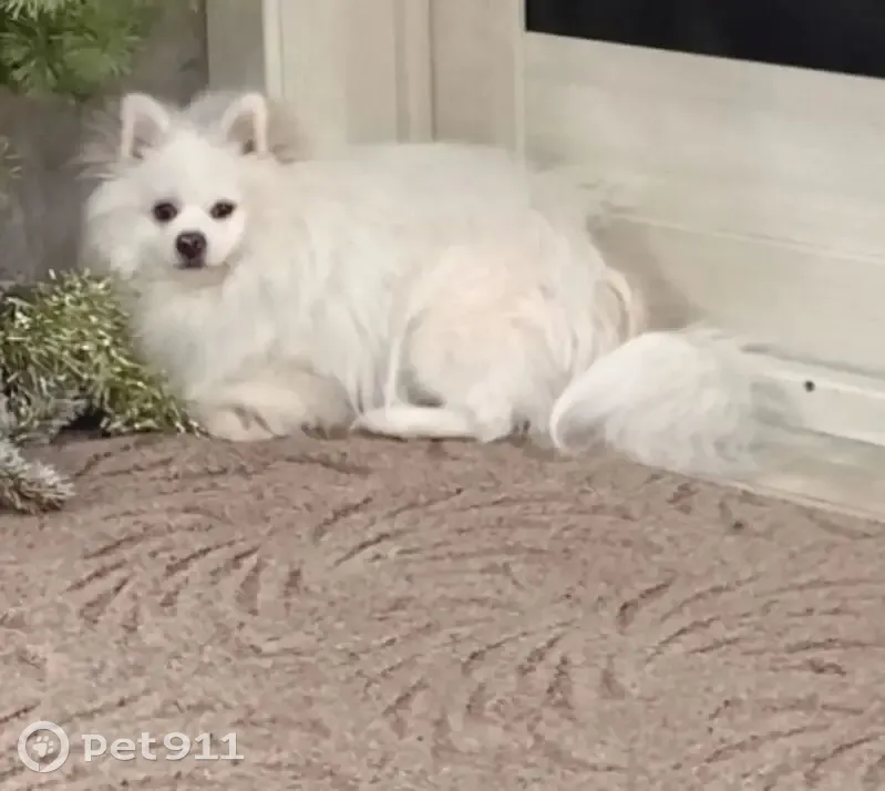 Пропала собака в Фершампенуазе - photo