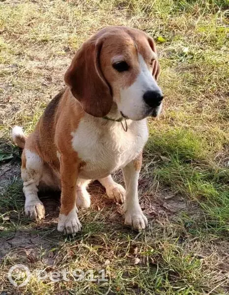 Пропала собака на ул. Энтузиастов, Омск - photo