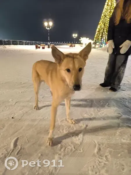 Собака найдена на пл. Революции, Череповец - photo