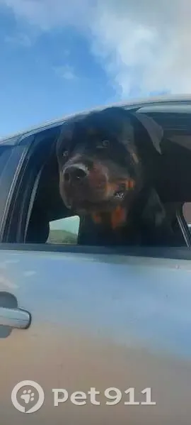 Пропала собака на Зелёной, 48, Джубга - photo