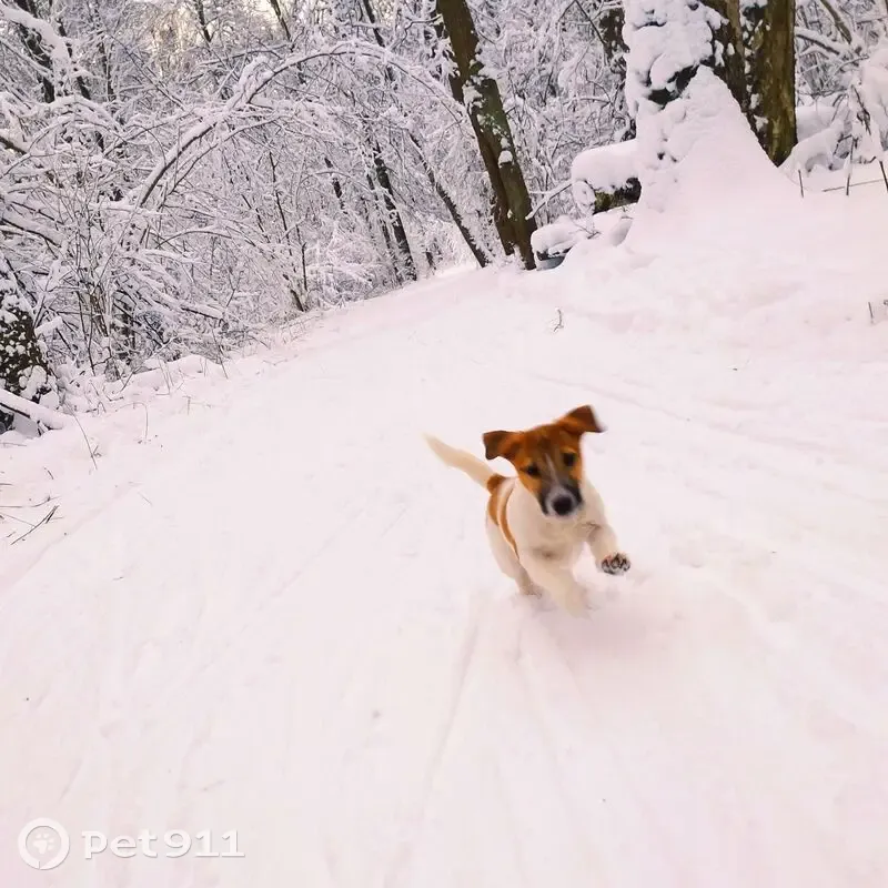 Пропала собака, Бронницы, Окрас рыжий - photo