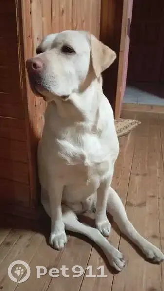 Пропали собаки в Шебаново, 46Н-08271 - photo