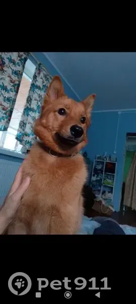 Пропала собака, Южная ул. 13, Яльгелево - photo