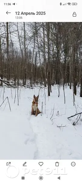 Пропала собака в Афонино, СНТ Залесье - photo