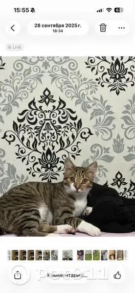 Пропала кошка бобтейл, ул. Тюленина, 1А - photo