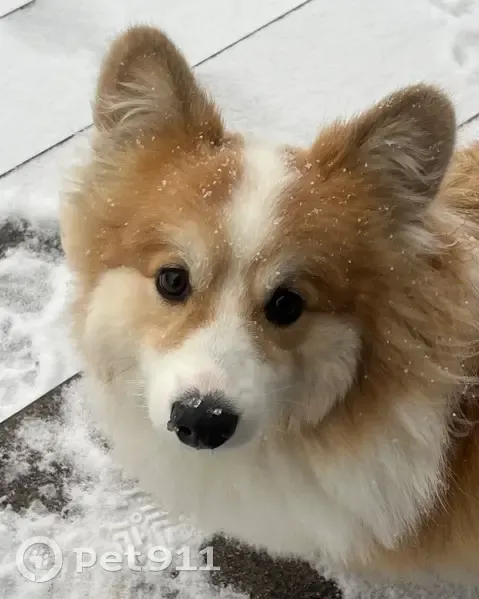 Пропал корги в районе Череповца - photo