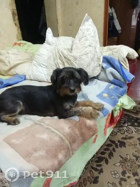 Пропала собака в Стодолище, Смоленск - photo